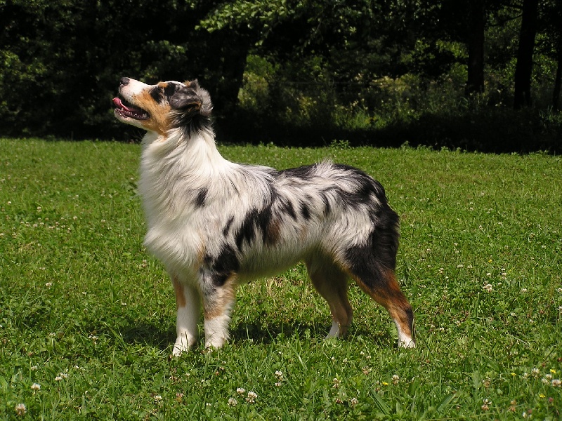 Shallow river's Véhona'e cheyenne