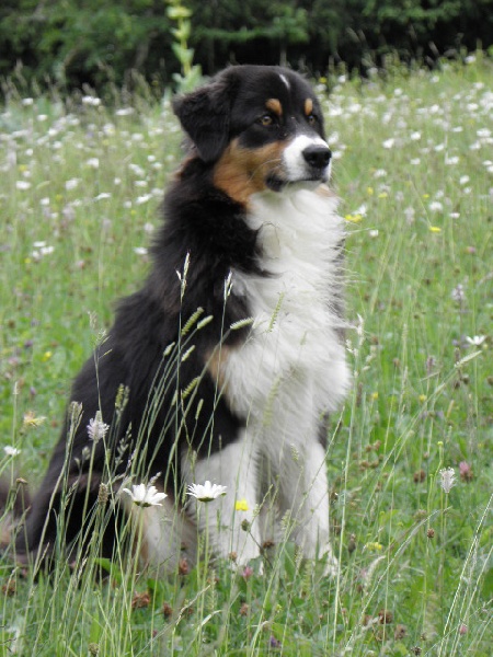 Dicky shadow of Angels Mind