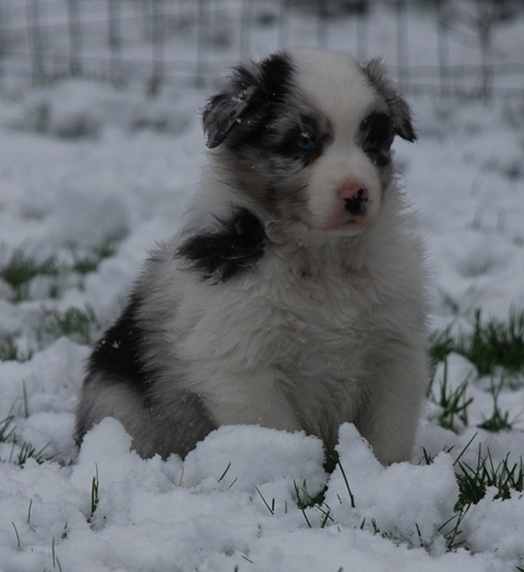 of Angels Mind - Berger Australien - Portée née le 09/11/2011